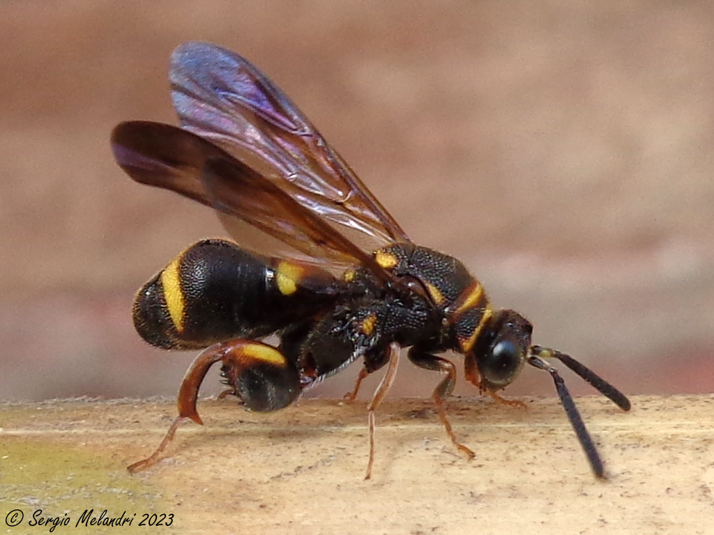 Leucospidae: femmina di Leucospis sinensis